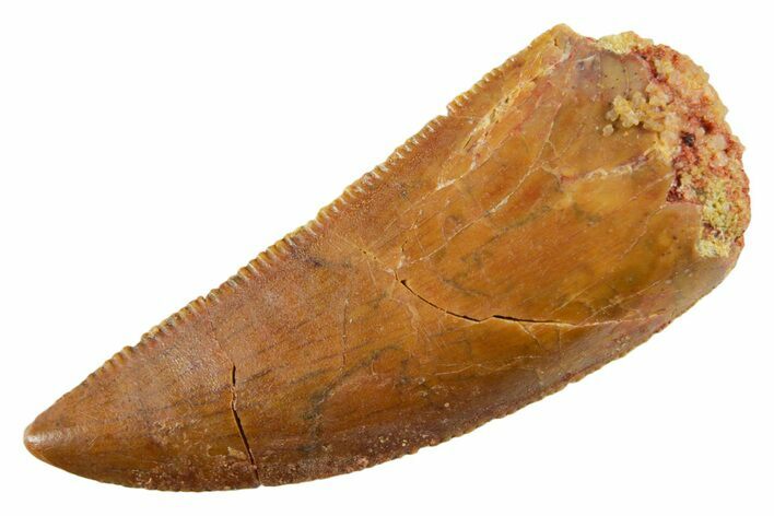 Serrated Raptor Tooth - Real Dinosaur Tooth #355532